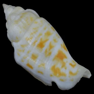 STROMBUS (Gibberulus) GIBBOSUS (Olango Isl., Philippines) 43.2mm #34597 - Picture 1 of 4