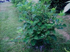 Fig tree cuttings, Improved Celeste ,delicious,cold hardy , productive,5 pcs !