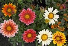 GAZANIA MIX  Gazania splendens hybrida - 150 seeds - VERY LARGE FLOWERED STRAINS