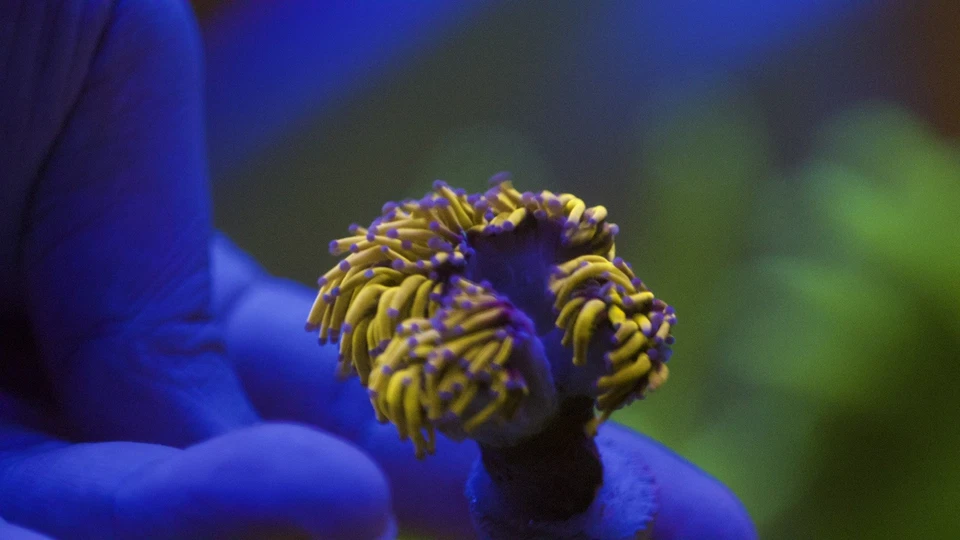 Gold Torch Coral – Indo Stunning Yellow Tentacles with Purple Tips (WYSIWYG)  - Image 1 of 2