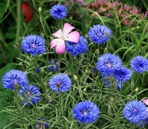 1/4 oz Blue Bachelor Button Seeds,Tall Blue Cornflower Seeds, Bulk Flower 1500ct - Picture 1 of 1