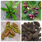 Ceylon Cloves Tree Seeds Syzygium Aromaticum for planting 10 dried Seeds Rare
