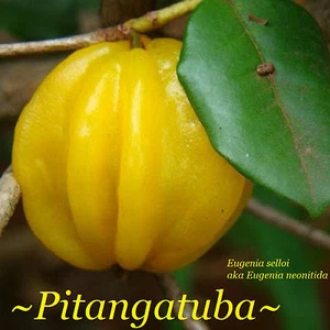 ~PITANGATUBA~ FRUIT TREE Eugenia selloi neonita STAR CHERRY Live  Potd Plant - Picture 1 of 13
