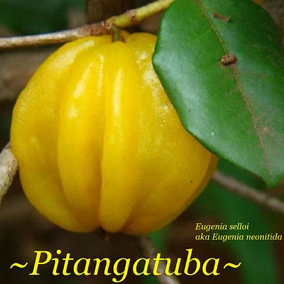 ~PITANGATUBA~ FRUIT TREE Eugenia selloi neonita STAR CHERRY Live  Potd Plant - Image 1 of 4