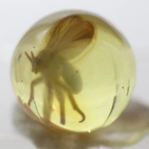 Amber Bead 5.8 mm NOT DRILLED Sphere with Rare Insect trapped for Million Years - Picture 1 of 6