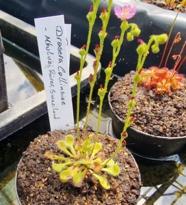Drosera collinsiae fiume Mbuluzi, piante carnivore, 200 semi, 200 semi - Foto 1 di 2