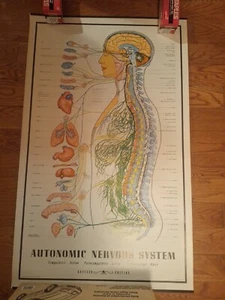 1957 Paciorek Autonomic Nervous System Chart Chiropractic - Picture 1 of 3