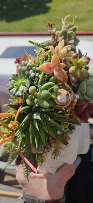 Rooted Live Succulent plant Colorful Arrangement - Image 1 of 4