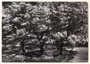 Otto Steinert, exhibition invite, 2010 - Picture 1 of 2