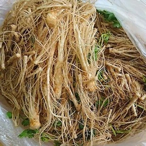 CORIANDER ROOT 20 g CILANTRO DRIED DRYING FRESH  AROMATIC HERB SPICES FOOD - Picture 1 of 6