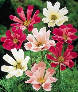 35+ Cosmos Seashells Mix Flower Seeds / Long Lasting Annual / Drought Tolerant - Picture 1 of 1
