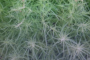 25 Samen Sommer-Zypresse,Bassia scoparia#475 - Bild 1 von 1