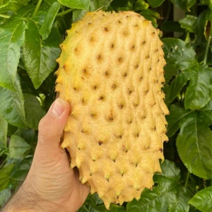 BeauFlora Hybrid Soursop (  Yellow , Seedling ) 1 Bare-Root Plant - Picture 1 of 5