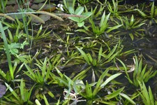 4x Krebsschere Zyklische Schwimmpflanze Wasseraloe, Algenkiller