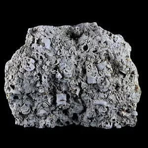 XL 5.5" Quality Crinoid Stems Echinoderm Fossil Plate Matrix Sea Lilly 1 LB 5 OZ - Picture 1 of 10