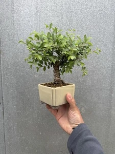 Great quality chunky Chinese corkbark elm 🪴 - Picture 1 of 5