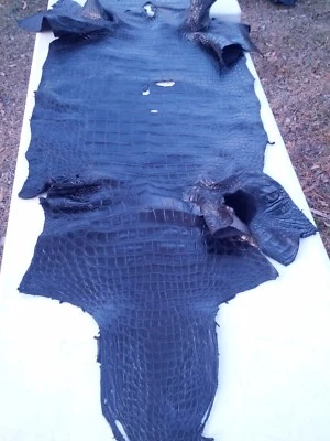 American Alligator gator Hide Skin Pelt swamp leather Trophy Black NA11 - Image 1 of 4