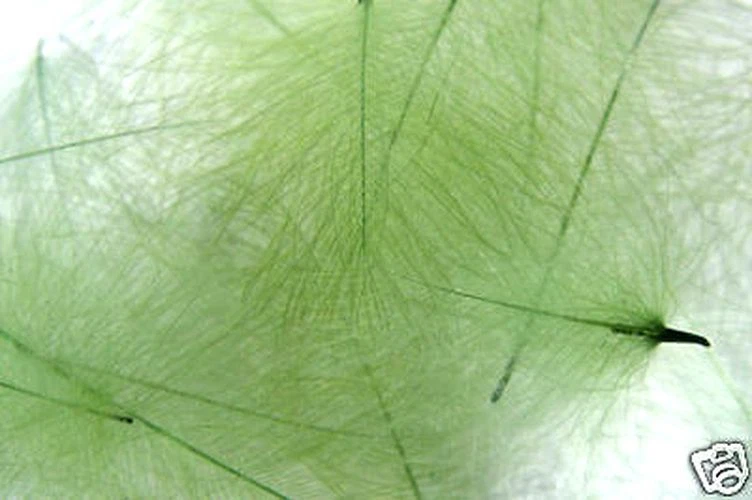 1g Plumes de Cul de Canard (CDC) Highlander Vert/ Green fly tying montage mouche - Photo 1/1