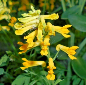 2,000 CORYDALIS LUTEA Seeds "Yellow Bleeding Heart" Bulk Perennial Wildflower - Picture 1 of 3