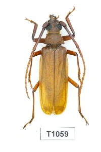 KÄFER, INSEKT -T1059. Cerambycidae - VIETNAM - Bild 1 von 3