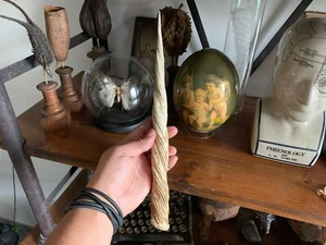 Corne de licorne 40 cm unicorn horn / Oddities / Cabinet de curiosités - Foto 1 di 1