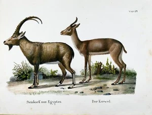 1830 Ibex, Capra, Cabras, Schinz, coloreado a mano, folio, litografía en piedra, mamíferos - Imagen 1 de 2