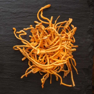 Cordyceps militaris Flüssigmycel Pilzkultur Spritze 10ml Spawn Pilzbrut - Bild 1 von 3