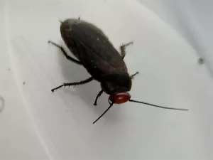 20 Red headed Cockroach Deropeltis erythrocephala Live food Locust alternative - Picture 1 of 2