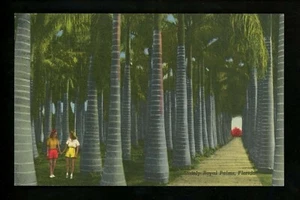 Tree postcard Palm Trees Stately Royal Palms, Florida FL linen - Picture 1 of 2