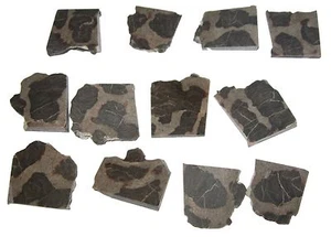 Linella Präkambrischer Stromatolith Fossil Australien niedliche komplette Kolonien - Bild 1 von 2