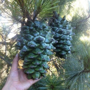 Pinus maximartinezii, Martinez Big-cone Pinyon, Maxipiñon - Picture 1 of 4