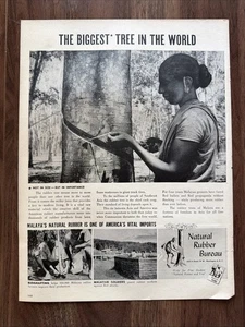 Natural Rubber Bureau Print Ad Biggest Tree In The World Malaya Natural Import - Picture 1 of 4