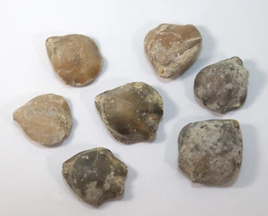 Brachiopoden, Cererithyris sp., Jura, Bathon, Luc sur Mer, Frankreich-c955 - Bild 1 von 8