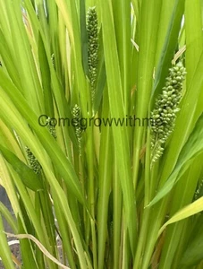 JAPANESE MILLET 400+ Seeds Green Manure Grass - Picture 1 of 2