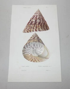 1852 Antique SEA SHELL Color Print TROQUE INDIEN SHELL & DE GUILDFORD SHELL - Picture 1 of 1