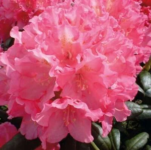 Hochstamm Rhododendron Polaris 60-80cm - Alpenrose - Bild 1 von 1