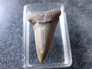 SHARK TOOTH - CARCHARODON HASTALIS BELGIQUE DENT LATERALE 44 mm 3JUIL25 - Imagen 1 de 3