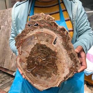 Cristallo di legno pietrificato naturale 5,56 libbre fetta fossile cristallo esemplare guarigione 1330 - Foto 1 di 16