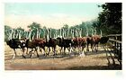Vintage Postcard 1910S California Ostrich Farm "Charge Of The Light Brigade