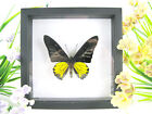 Golden Birdwing m. - echt prachtige vlinder in 3D showcase - museum kwaliteit