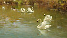 Swans in the lake Oil painting Wall Art HD Giclee Printed on canvas L2510