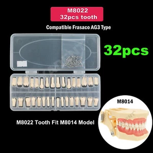 Dental Replacement Frasaco AG3 Type 32PCS Teeth Kit Model Screw-in Typodont - Picture 1 of 9