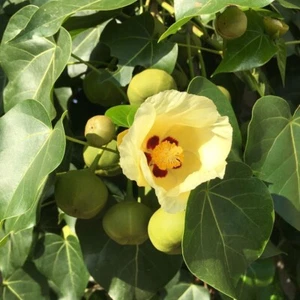 Indian Tulip Tree - Portia - Aden Apple - Thespesia populnea - 5+ seeds - Gx 117 - Picture 1 of 1