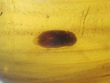 Burmese Amber Cretaceous fossil include  beetle