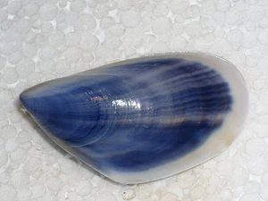 MYTILUS GALLOPROVINCIALIS F.RADIATUS AMAZING - Picture 1 of 2