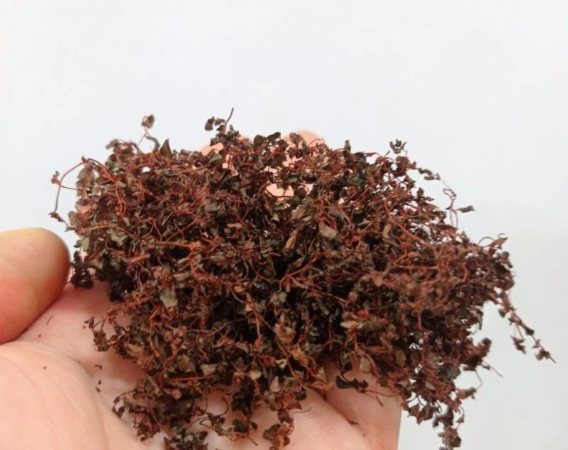 DIORAMAPRESEPE Efeu Miniatur herbstlich rote Blätter - Pflanze Modellbau, Diorama, Eisenbahn