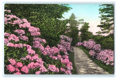 1941 Laurel Blossom Time Buck Hill Fall Farm PA Hand Colored - Early Posted View - Image 1 of 2
