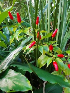 Hot Birds Eye Thai Chilli Seeds, Capsicum frutescens Siling Labuyo 25 seeds hot - Picture 1 of 6
