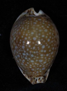 CYPRAEA LAMARCKII - dunkelblau gepunktet - Bild 1 von 2