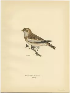 Antique Bird Print of the snow bunting by Von Wright (1927) - Picture 1 of 1